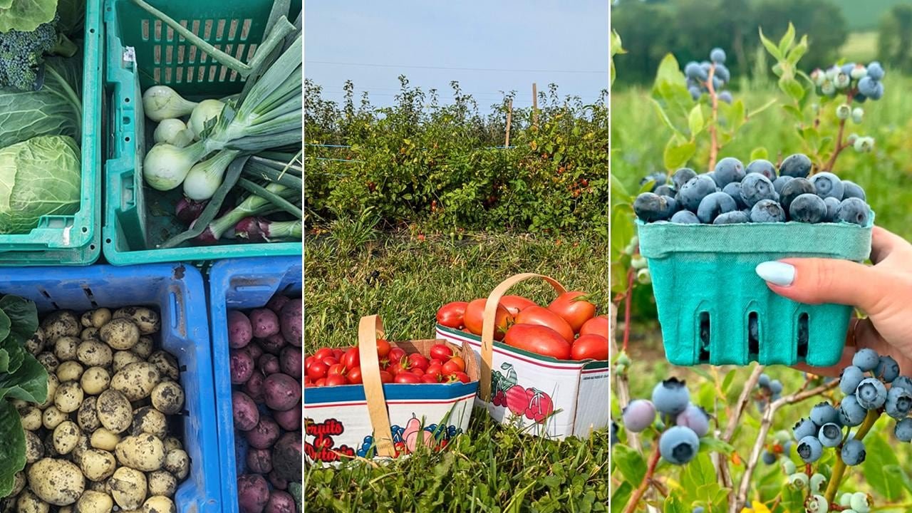 default-410 Left: top down view of crates filled with freshly harvested root vegetables; middle: 2 boxes of tomatoes in a garden; right: a hand holding a pint of blueberries in front of blueberry bushes.
