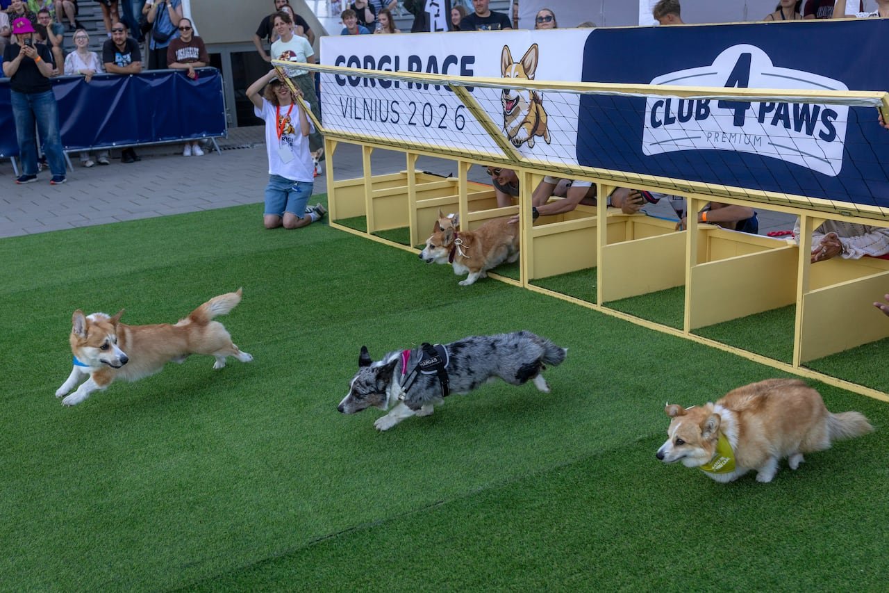 Corgis racing out of a wooden gate.