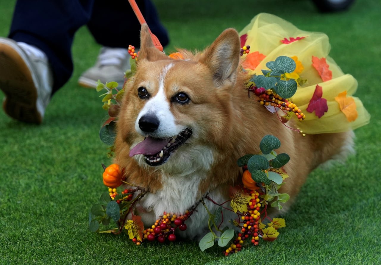 A corgi in a colorful costume.