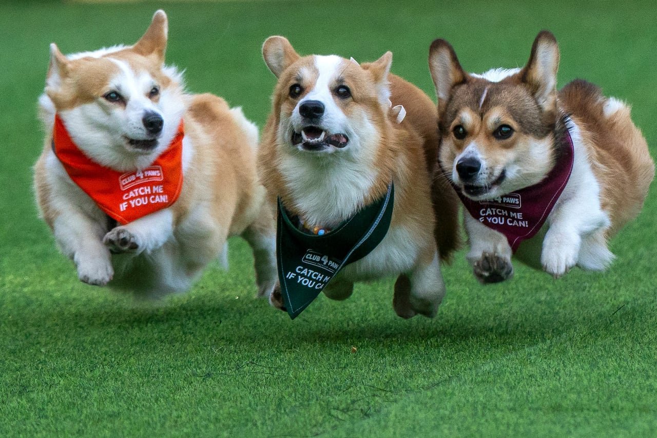 Three corgis racing in bibs with the inscription, 'Catch me if you can.'